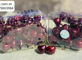 Mẫu hộp nhựa đựng cherry được yêu thích nhất hiện nay 
