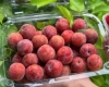 Hộp nhựa trái cây 1kg P1000C đẹp, sang trọng, tiện lợi