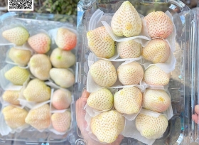 Địa chỉ cung cấp hộp nhựa trái cây 1kg uy tín nhất hiện nay