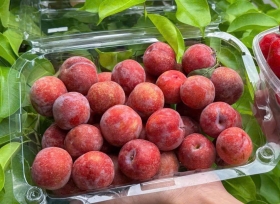 Hộp nhựa trái cây 1kg P1000C đẹp, sang trọng, tiện lợi