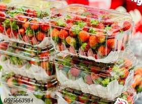 Khám phá mẫu hộp nhựa trái cây 500g nhà RVC